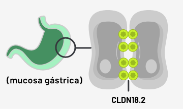 Mucosa gástrica normal con CLDN18.2 oculta en el interior de las uniones estrechas